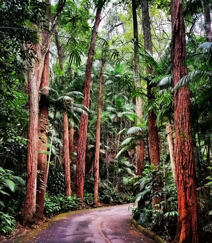 Tijuca Forest