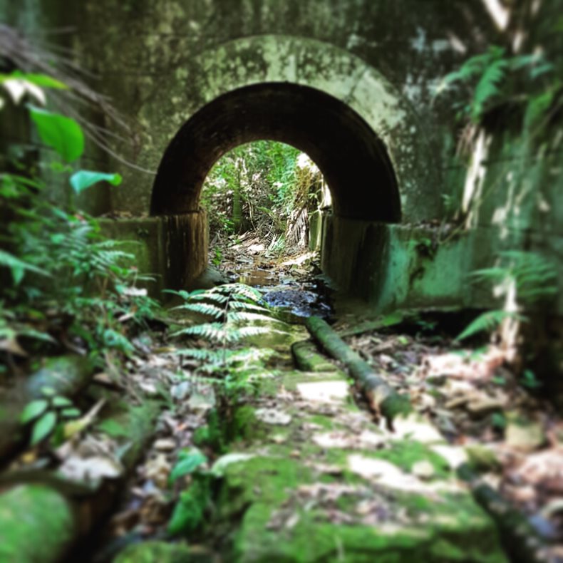 Tijuca National Forest (2)