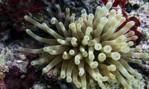Mergulho em Abrolhos - Fauna