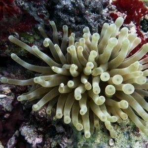 Mergulho em Abrolhos - Fauna